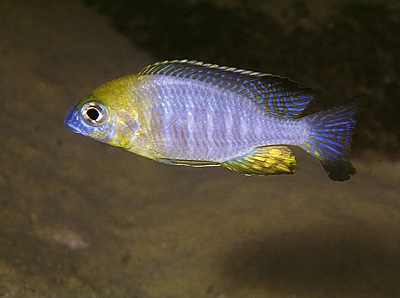 Lethrinops sp. 'yellow collar' Masimbwe Island